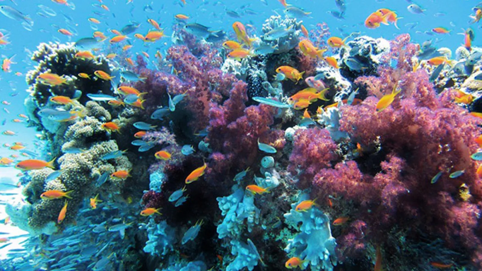 Coral