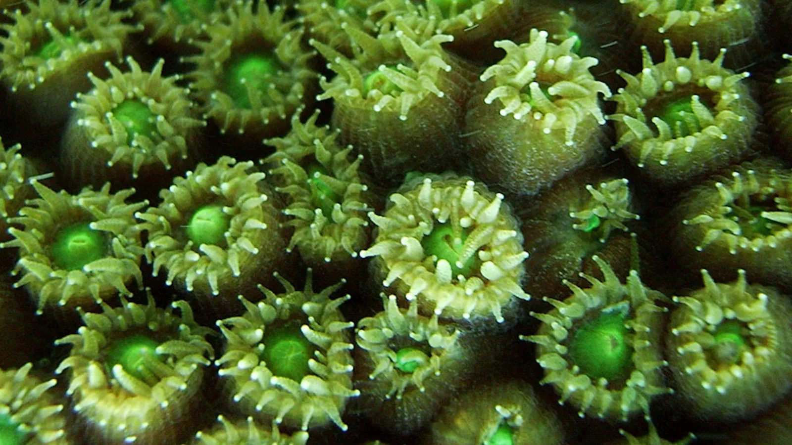 osuam-Fa20-grottoli-image-crop