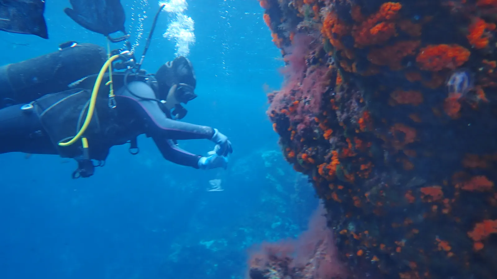 Coral samples