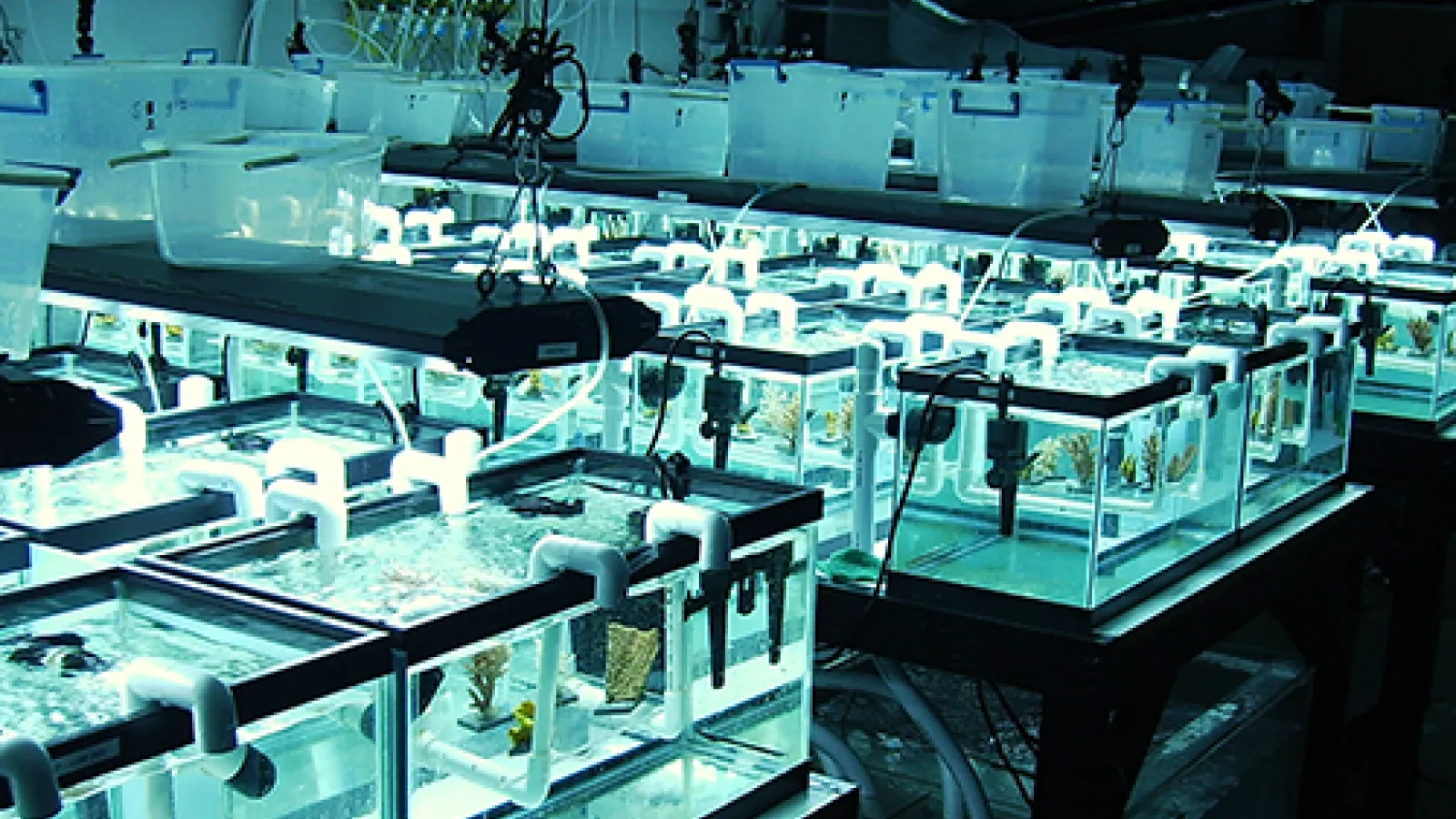 Tanks used to study coral under changing climate scenarios
