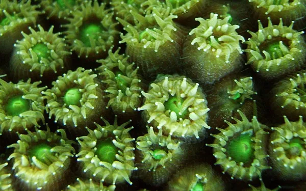 osuam-Fa20-grottoli-image-crop