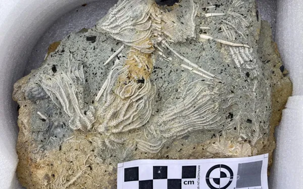Crinoid 