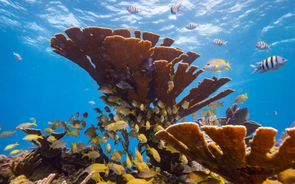Coral Reef