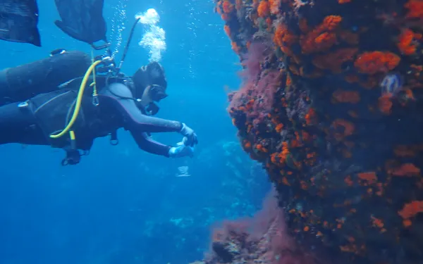 Coral samples